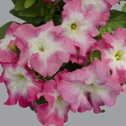 Петуния грандифлора Лимбо Джи Пи Пинк Морн (1000др) Витагрин Профи