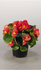 Бегония вечноцветущая SUPER OLIMPIA RED З/ЛИСТ