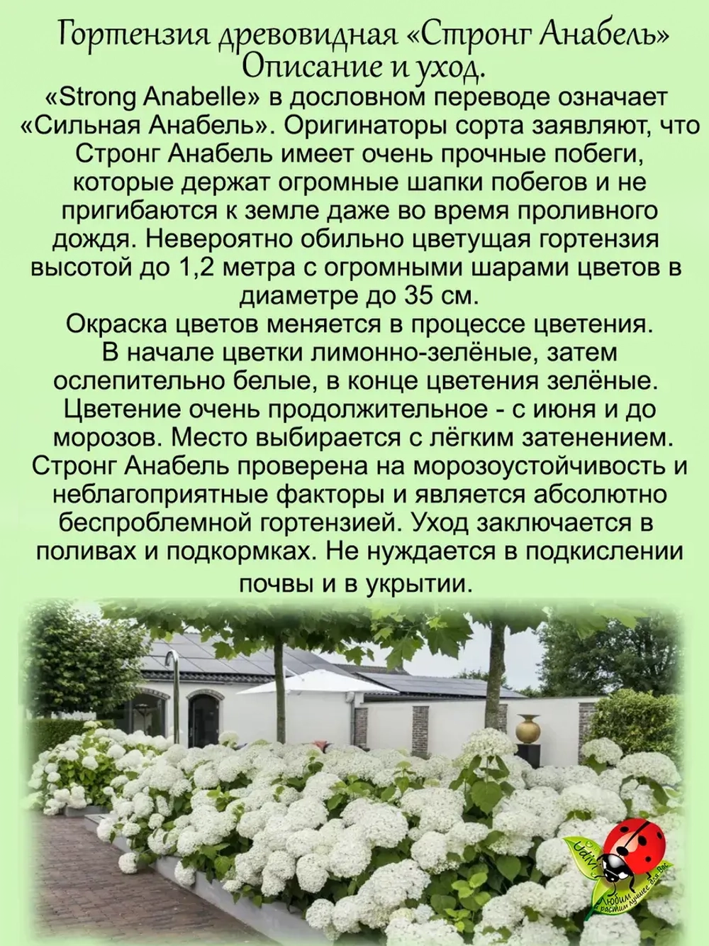 Гортензия Стронг Анабель древовидная