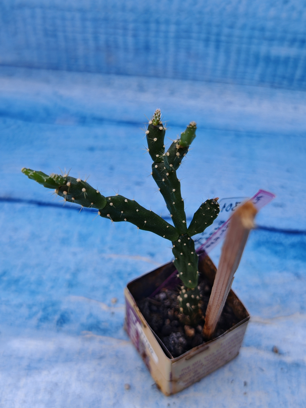 Schlumbergera opuntioides (Шлюмбергера)