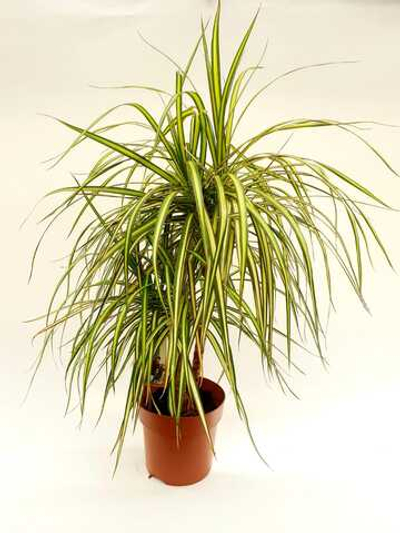 Драцена Маргината Санрей