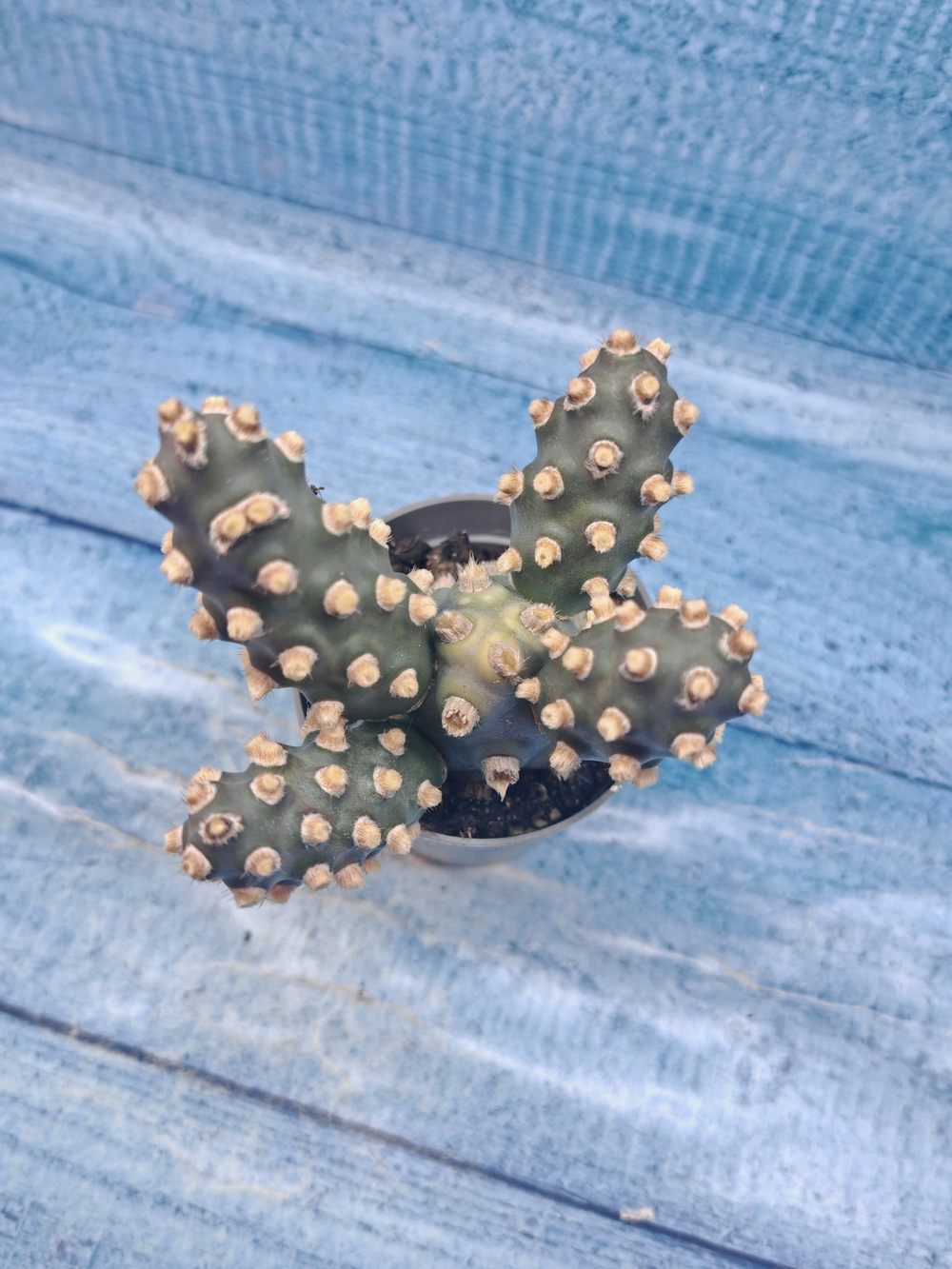 Tephrocactus Molinensis (Тефрокактус)