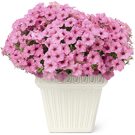 Петуния Vista Bubblegum ЕВРО укорененный черенок ФЕВРАЛЬ 26