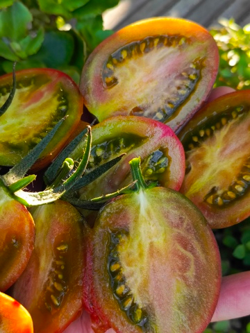 Джованни сорт томата