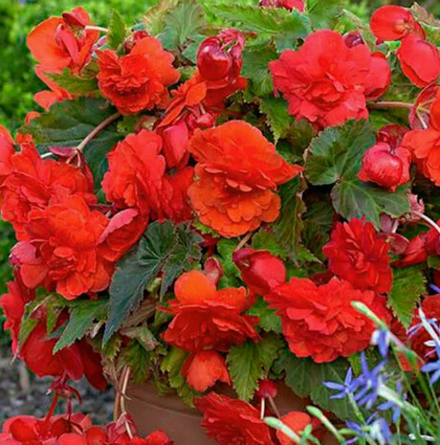 Бегония клубневая Ородата Ред Глори март-апрель 26