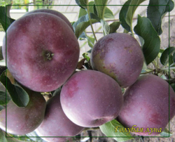 Яблоня Голубая луна (Blue Moon)