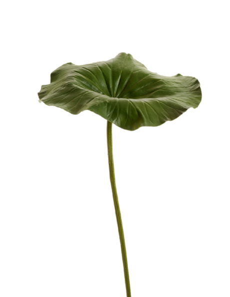 Лист Лотоса большой