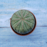 Euphorbia Obesa (Эуфорбия)