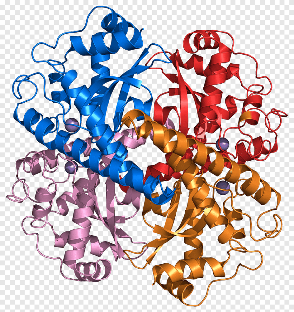 Супероксиддисмутаза СОД (Superoxide Dismutase)