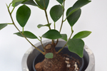 Фикус микрокарпа Гинсенг / Ficus microcarpa Ginseng