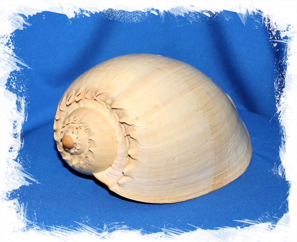 Ракушка Мело Бродерипа