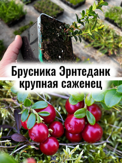 Рассада брусники Коралл