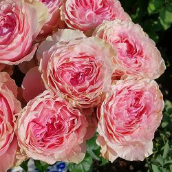 Викториан Кисс (Victorian Kiss)