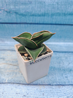 Sansevieria Samurai (Сансевиерия Самурай)