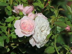 Роза Старлет Роуз Алина С7 Закупка М57 июнь 2026