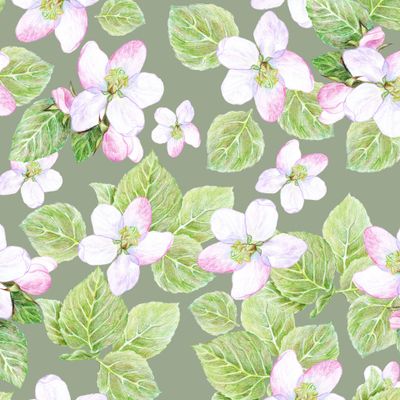 Цветы яблонь