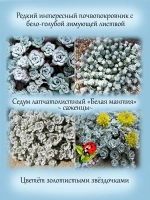Седум Белая мантия Кейп Бланко лапчатолистный