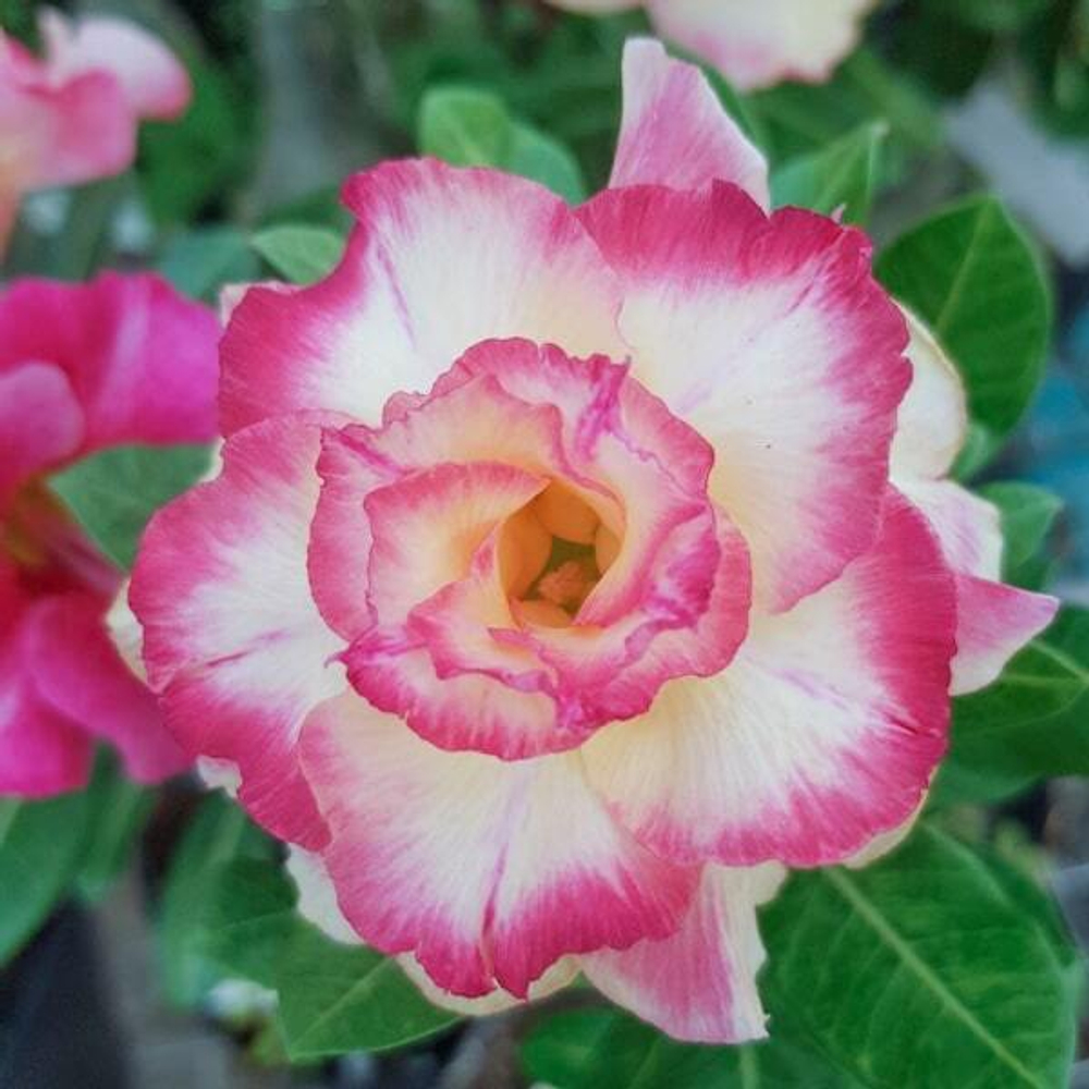 Адениум обесум 245 D2