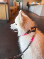 Ошейник мартингейл биотан , 25 мм, 35-39 см