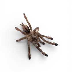 Паук-птицеед Psalmopoeus cambridgei (Тринидадский шеврон)