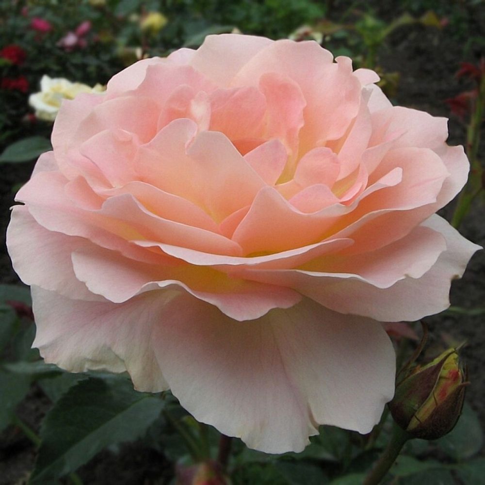 Роза чайно-гибридная Вивальди