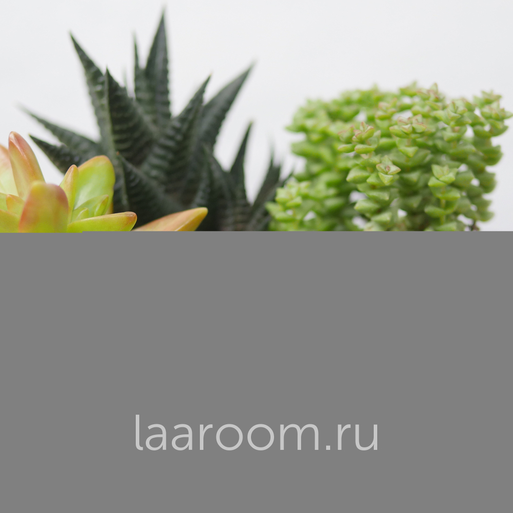 Микс из 4х суккулентов