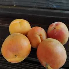 Нектакосы (абрикос + нектарин) свежие / 1 кг