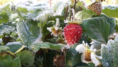 Составляем карту заморозков на своем участке: практическое руководство