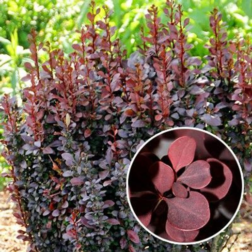 Барбарис Тунберга Шоколад Саммер С3 Закупка М60 июнь 2026