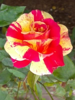 Роза флорибунда Токаде