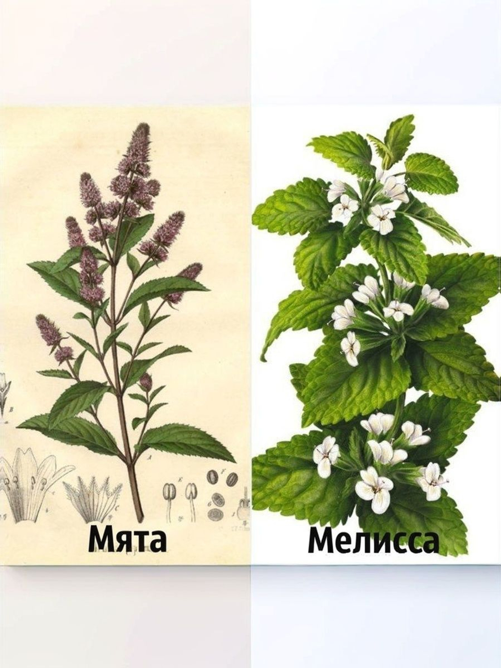 Набор трав Мята, Мелисса, семена 0,14 гр. 2 пачки