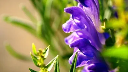 Шлемник байкальский