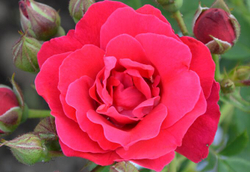 Роза канадская Джордж Ванкувер С4 Закупка М43 июнь 2026