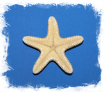 Морская звезда Астеродискус 10 -12,5 см.