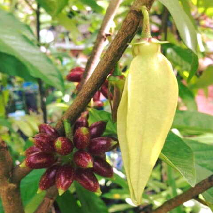 Гониоталамус тапис – Goniothalamus tapis