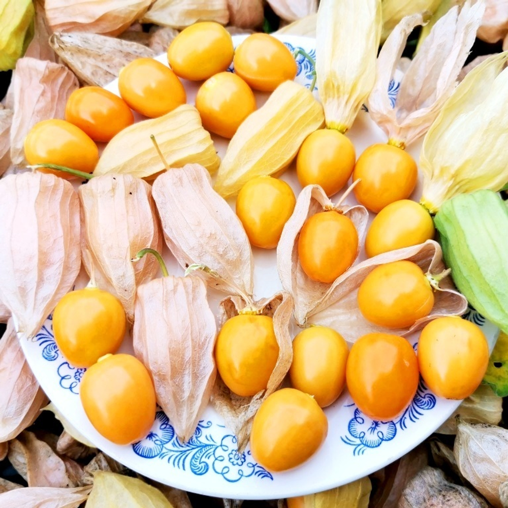 Физалис ФРУКТОВЫЙ Индийский РАСБХАРИ ЯГОДЫ ИНКОВ - Rasbhari Inca Berries
