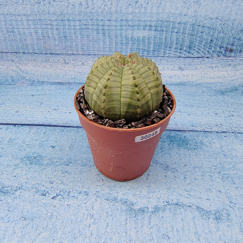 Euphoria Obesa (Эуфорбия)