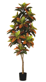 Кротон 195 см.