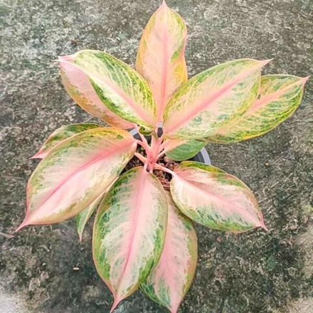 Аглаонема ORANGE LOOKBAY