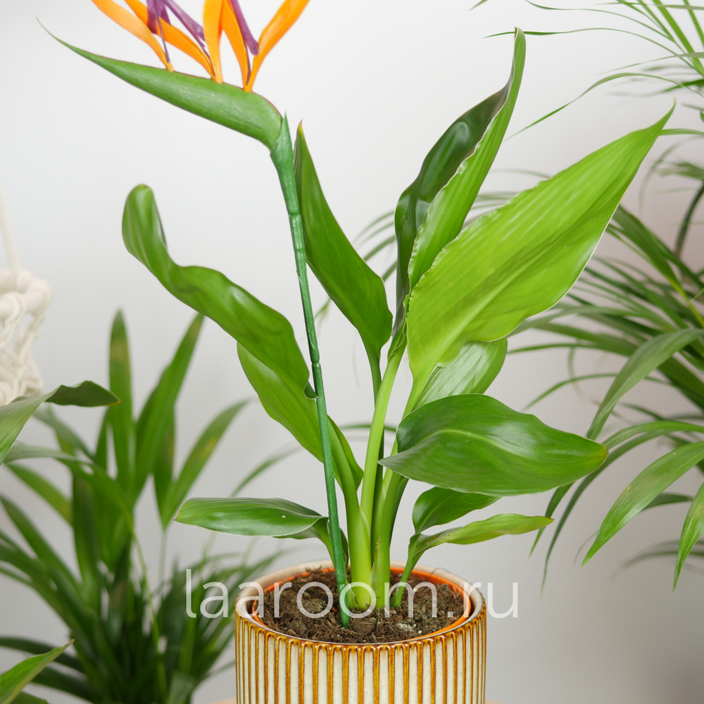 Стрелиция Регина 12/35