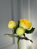 Пионовидная кустовая роза сорт ПИОНИ БАБЛС