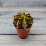 Gymnocalycium Friedrichii (Гимнокалициум)