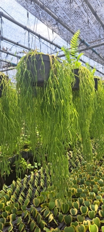 Кактусовые