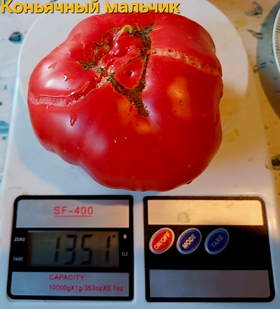 РАССАДА ТОМАТОВ КОНЬЯЧНЫЙ МАЛЬЧИК