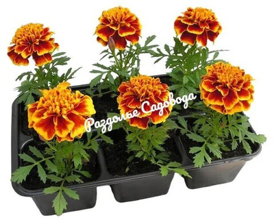 Бархатцы (тагетес) отклоненные (цена за 6 штук)