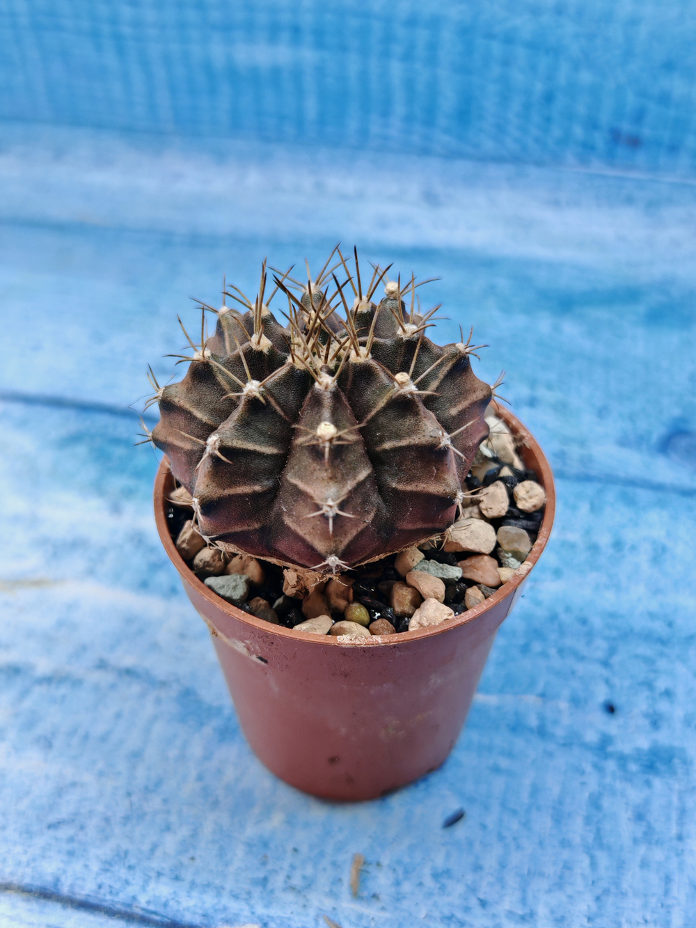 Gymnocalycium Friedrichii (Гимнокалициум)