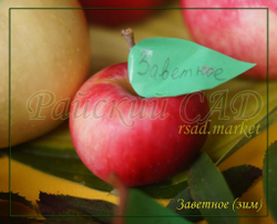 Яблоня Заветное