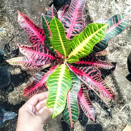 Кротон PINK MERIDIAN