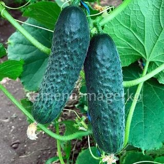 Огурец Ирлэнд F1  500 (семян)