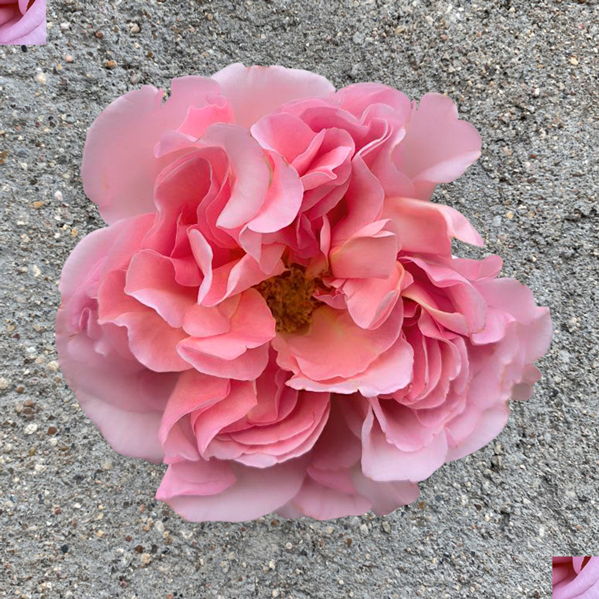 ароматные розы Шоколя Романтика (Chocolat Romantica) Фея розы